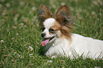 lying Papillon