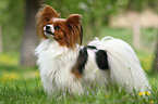 standing Papillon