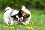 Papillon Puppies