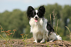 sitting Papillon