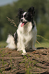 sitting Papillon