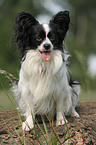 sitting Papillon