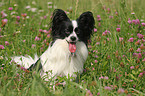 sitting Papillon