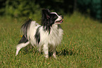 Papillon on meadow