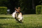 running Papillon