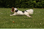 running Papillon