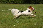 running Papillon