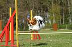 Papillon at agility