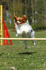 Papillon at agility