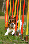 Papillon at agility