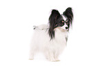 standing Papillon