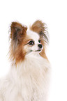 Papillon Portrait