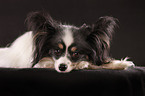 lying Papillon