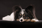 lying Papillon