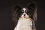 Papillon Portrait