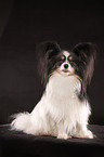 sitting Papillon