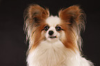 Papillon Portrait