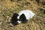 lying Papillon