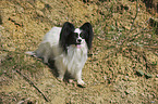 standing Papillon