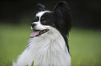 Papillon Portrait