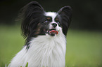 Papillon Portrait