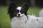 Papillon Portrait