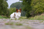 standing Papillon