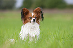 sitting Papillon