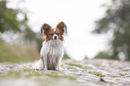 sitting Papillon