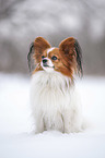 sitting Papillon