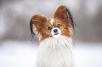 Papillon Portrait