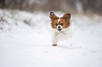 running Papillon