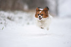 running Papillon