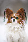 Papillon Portrait