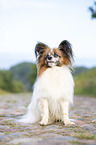 sitting Papillon