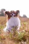 sitting Papillon