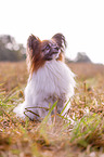 sitting Papillon