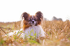 Papillon Portrait