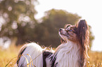 Papillon Portrait