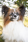 Papillon Portrait