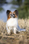 sitting Papillon