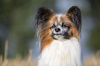 Papillon Portrait