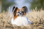 lying Papillon