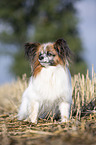 sitting Papillon