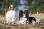 two Papillons