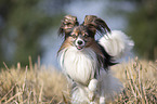 running Papillon