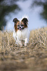 running Papillon