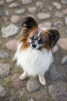 sitting Papillon