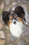 sitting Papillon