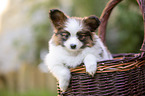 Papillon puppy in the basket